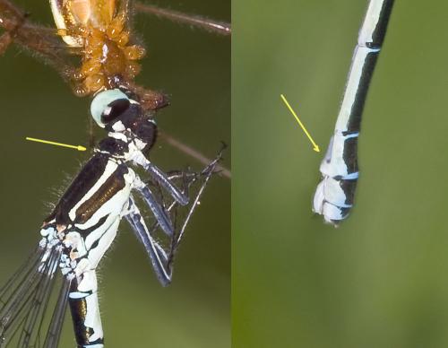 Coenagrion puella